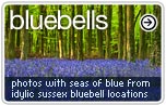 Bluebell Photos