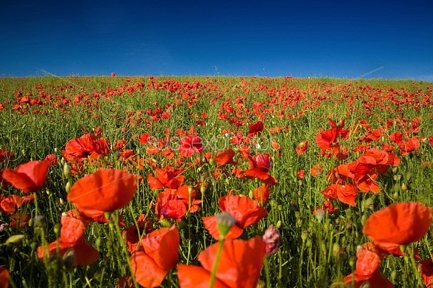 Poppy Fields Photo