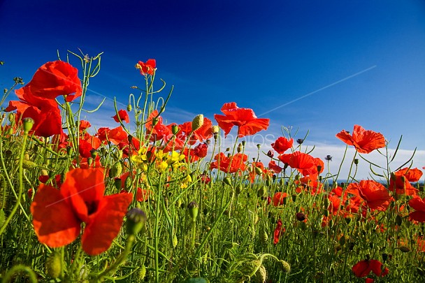 Poppy Fields Photo