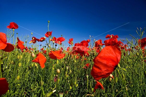 Poppy Fields Photo