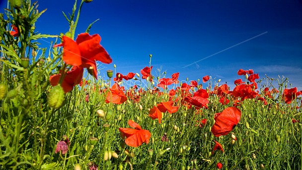 Poppy Fields Photo