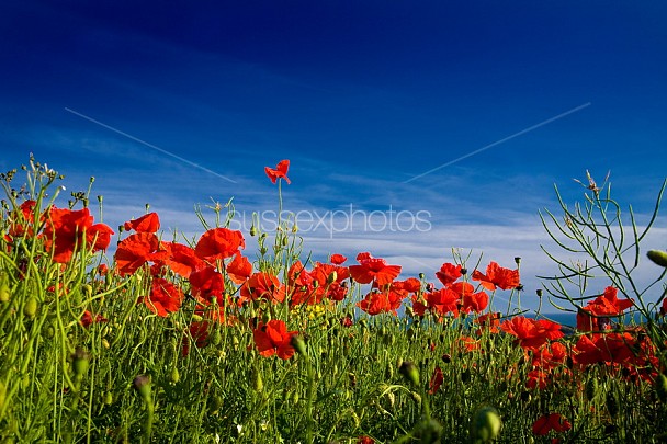 Poppy Fields Photo