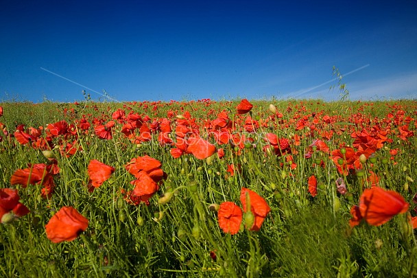 Poppy Fields Photo