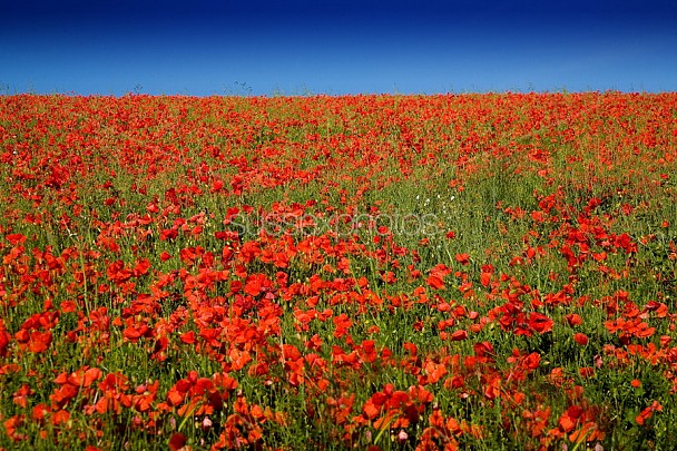 Poppy Fields Photo