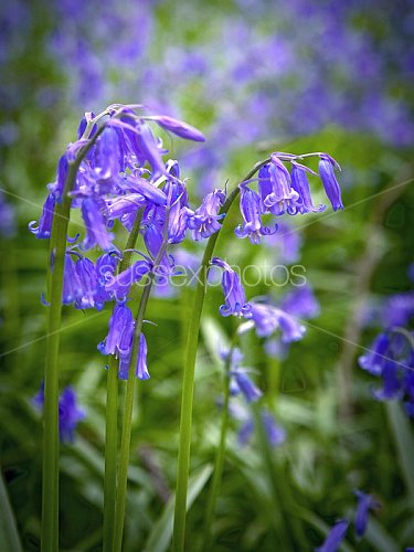 Bluebells Photo