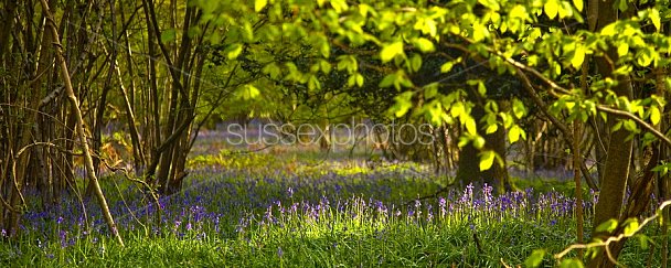 Bluebells Photo