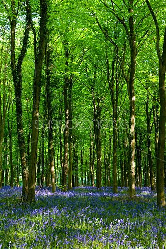 Bluebells Photo