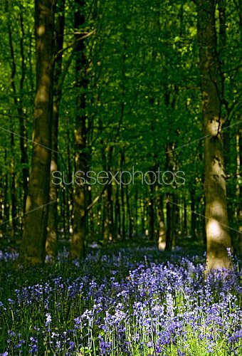 Bluebells Photo