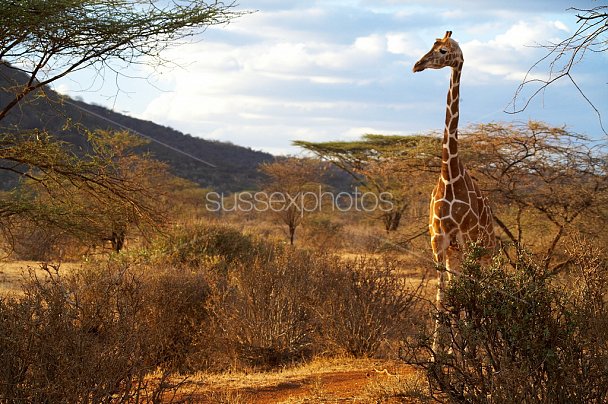 Kenya, Africa Photo