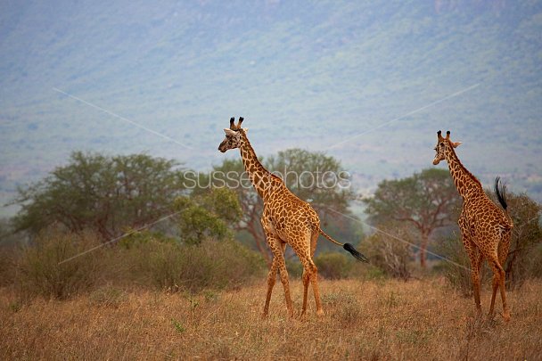 Kenya, Africa Photo