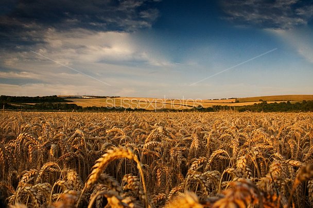 Fields of Gold Photo