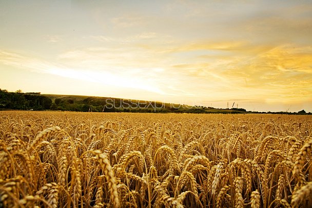 Fields of Gold Photo