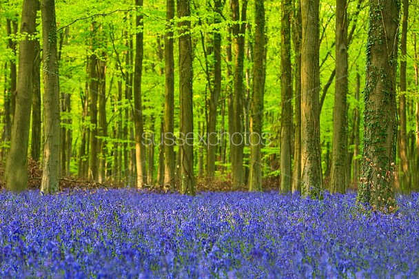 Bluebells Photo