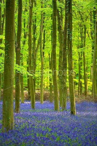 Bluebells Photo