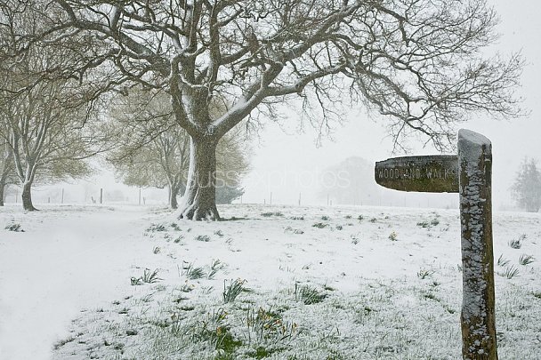 Nymans Gardens Photo