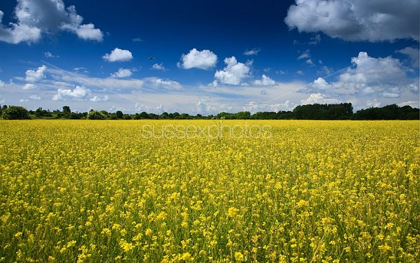 Fields of Yellow Photo