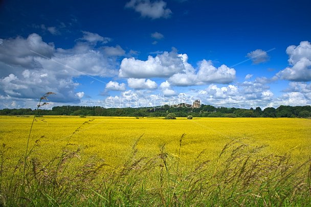 Fields of Yellow Photo
