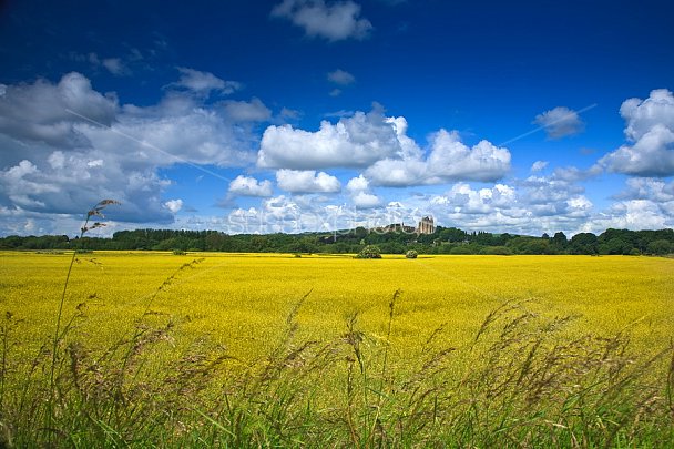 Fields of Yellow Photo