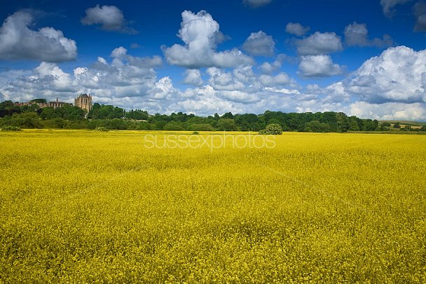 Fields of Yellow Photo