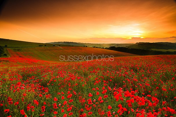 Poppy Fields Photo