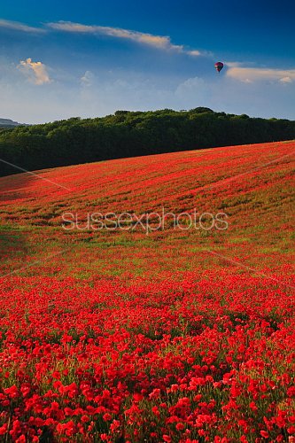Poppy Fields Photo