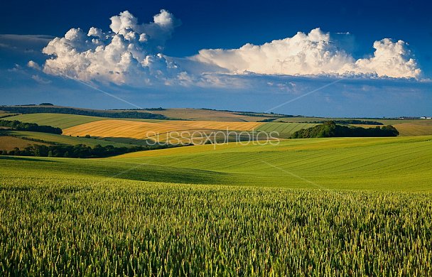South Downs Photo