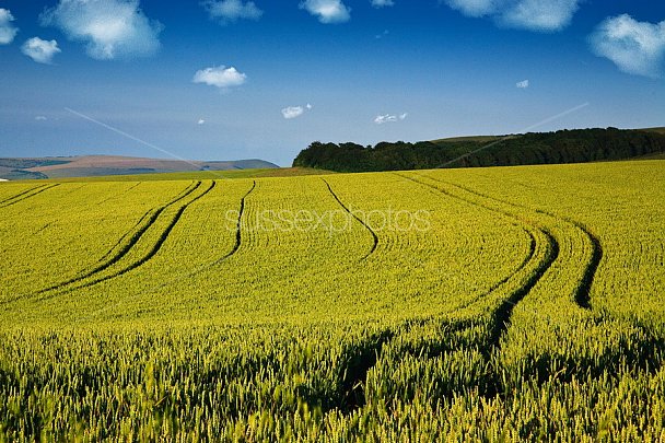 South Downs Photo