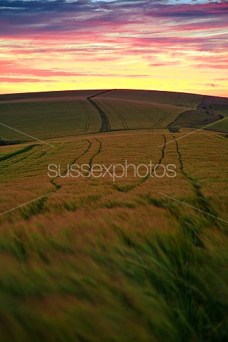 South Downs Photo