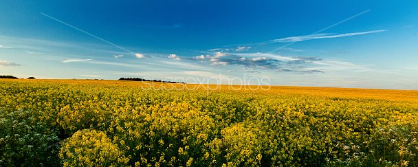 Fields of Yellow Photo