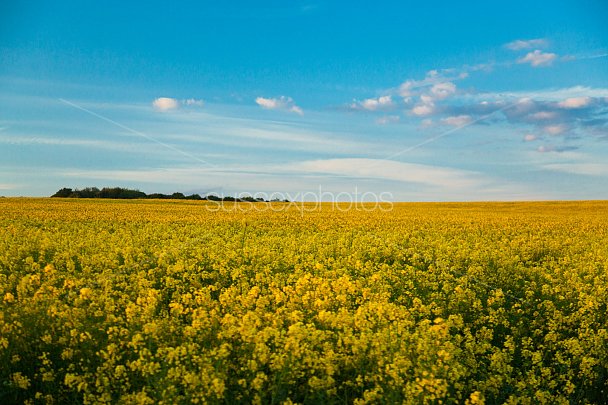 Fields of Yellow Photo