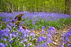 Bluebell Photo 10428