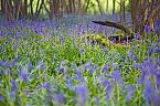 Bluebell Photo 10433