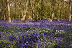 Bluebell Photo 10434