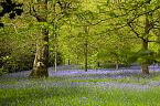 Bluebell Photo 10442