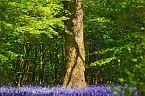 Bluebell Photo 11231