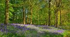 Bluebell Photo 11233