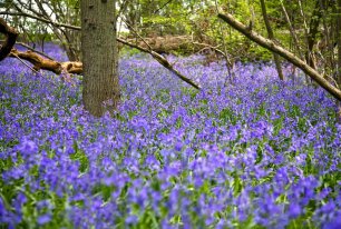 View Bluebells Photos >>