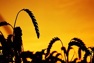 View Fields of Gold Photos >>