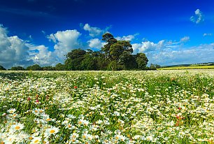 View Daisy Fields Photos >>