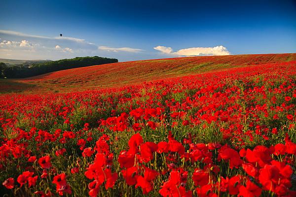 Fields of Poppies 2