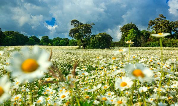 Giant daisy fields on the South Downs 1