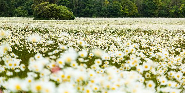 Giant daisy fields on the South Downs 2