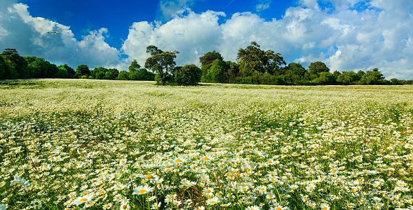Giant daisy fields on the South Downs 3