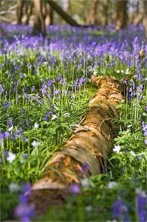 bluebell photos in sussex