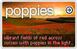 Poppy (Poppies) Photos