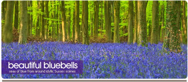 bluebell photos of sussex