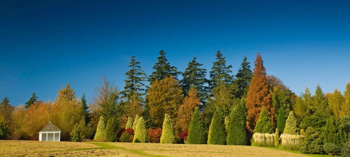 Autumn Treeline