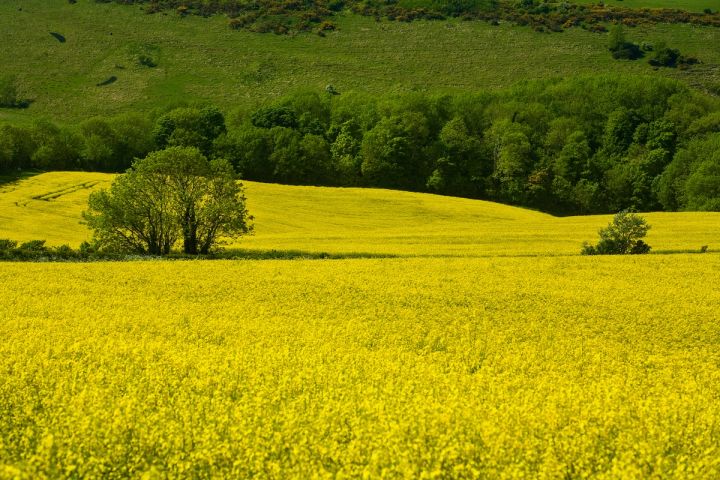 Fields of Yellow