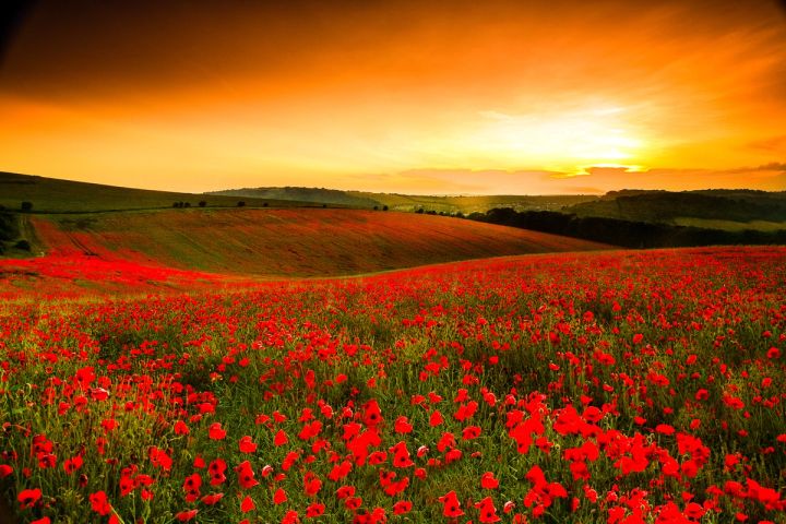 Poppy Field at Sunset