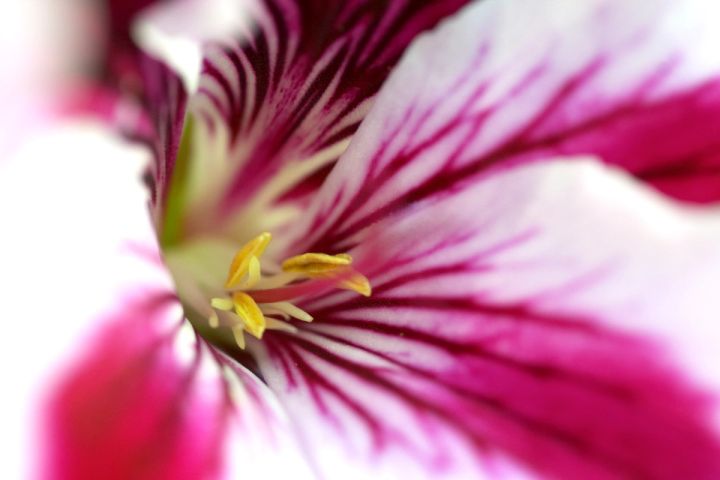 Striped Petals